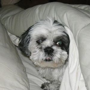 Meet your Posher, Travis